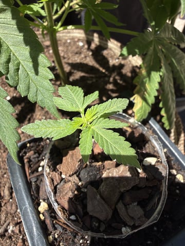 Bruce Banner ⛽️ — vegetative, day 18