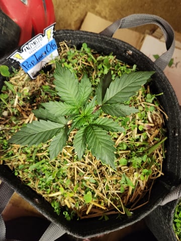 Mephisto Apple Crush and Pop tart OG in Nature's Living Soil.  — vegetative, day 22
