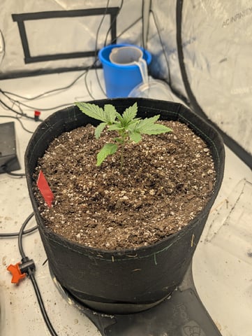 Guava, Guava, Gelato  — grow_setup, day 14