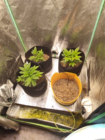 22 July 2025 — seedling_rooting, day 1