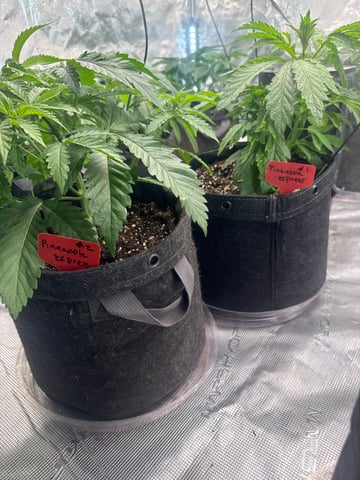  pineapple express — vegetative, day 18