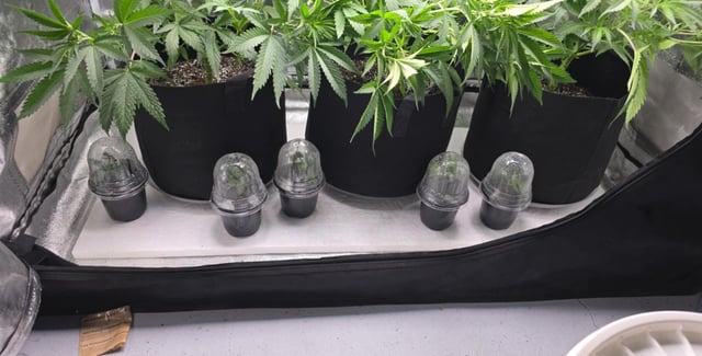 Attack Of The Clones — vegetative, day 22
