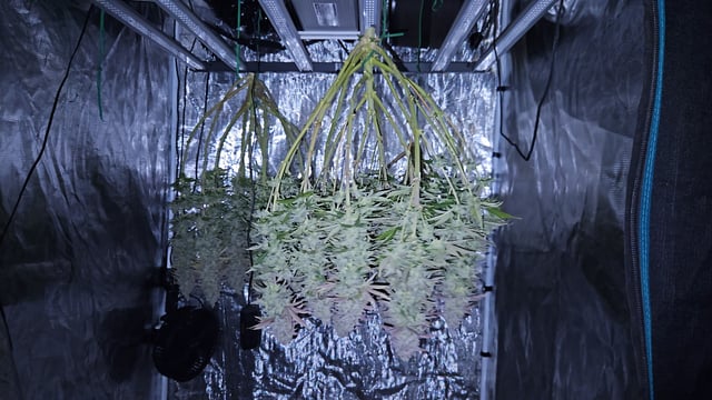 Double Trouble  — harvest, day 102