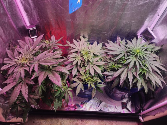 Grow 1Zkittles OGx2 & PEx1 — flower, day 38