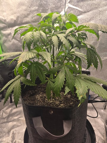 First grow — vegetative, day 34