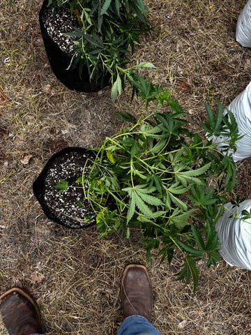 Outdoor Grow — vegetative, day 71