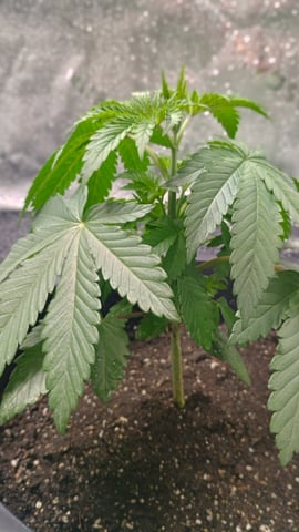 1st Batch — vegetative, day 34