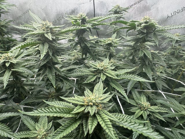 3 Runtz X Apple Fritter  — flower, day 40