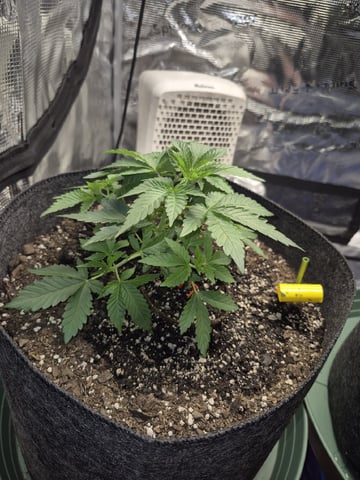 Grow 1 2026 Dream Widow — vegetative, day 36