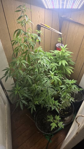 newbie  — grow_setup, day 1