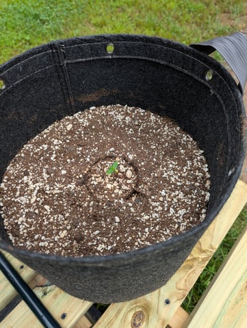 Pineapple Express Auto  — seedling_rooting, day 14