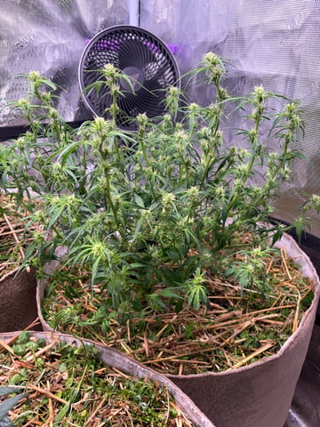 Round 1.5 — flower, day 59