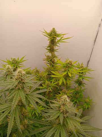 Indoor Closet Grow — flower, day 82
