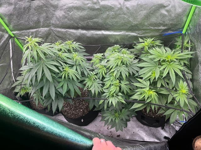 My First Four — flower, day 57