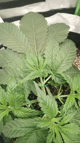 Critical Purple Kush — vegetative, day 46