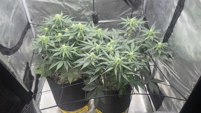 Papaya Cookies Autos  — auto, day 6