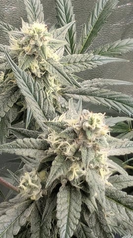 Mixed Grow — flower, day 75