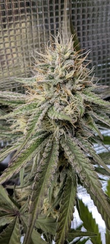 Perpetual Garden — flower, day 19