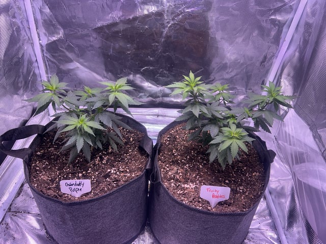 2nd grow — vegetative, day 51