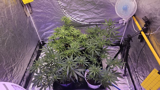 Amnesia Haze Run — flower, day 47