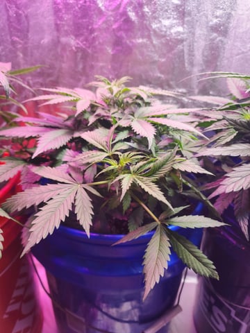 Grow 1Zkittles OGx2 & PEx1 — flower, day 38