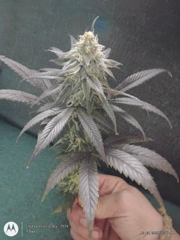 THE KRUX Multipack ETHOS — done, day 60