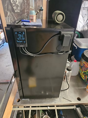 BLACKCHERRY SHERB — flower, day 73