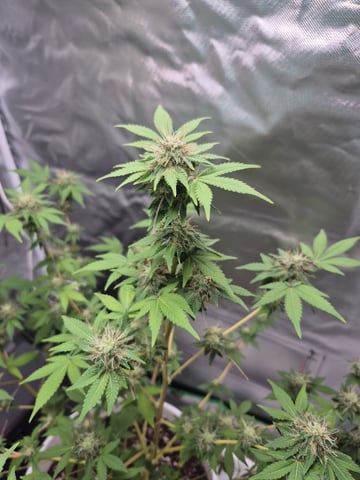 First Time — flower, day 32