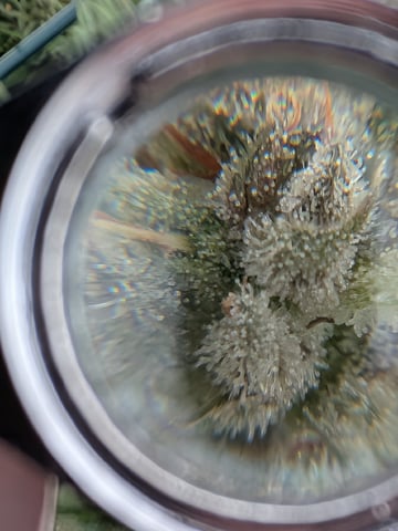 October Start — flower, day 124