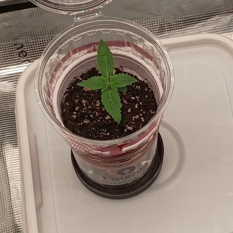 TentPlantLightFan — seedling_rooting, day 12