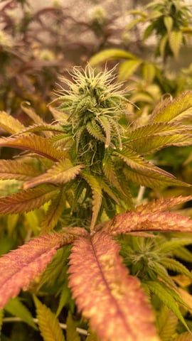 ❄️💚❄️WinterGrow❄️💚❄️ — flower, day 96