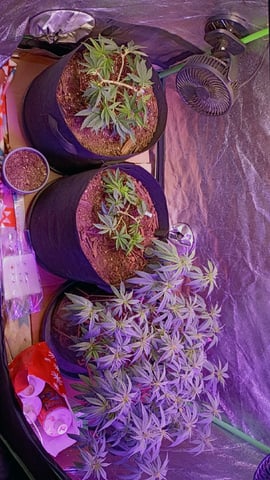 Purple Plum Perfect 💜 & 2 Grape Runtz 🍇 Mainlining garden.  — vegetative, day 104