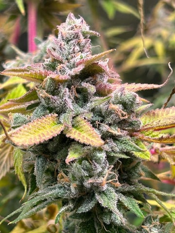 Blue Dream Feminized  — flower, day 155