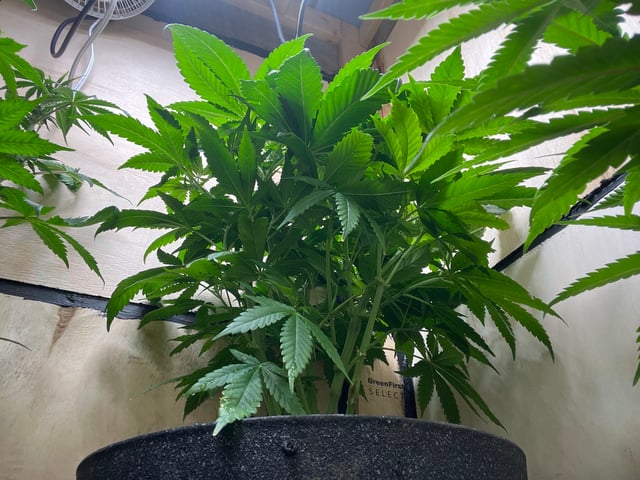 Cherry Pie  — vegetative, day 26