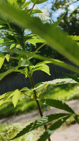 og — grow_setup, day 1