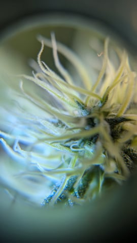 Grow 1 — flower, day 55