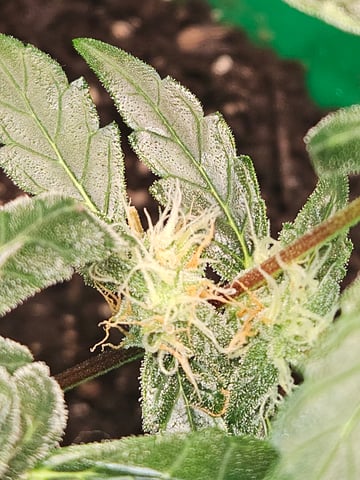 1st plant. Strain: Green Gelato AutoFlower — flower, day 75