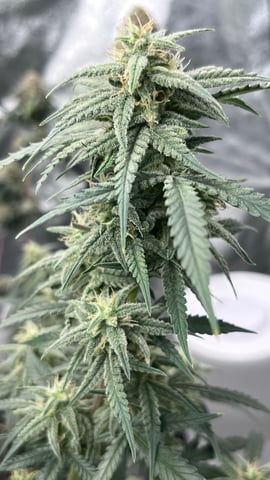 420 Fast Buds Mixed Pack — flower, day 70