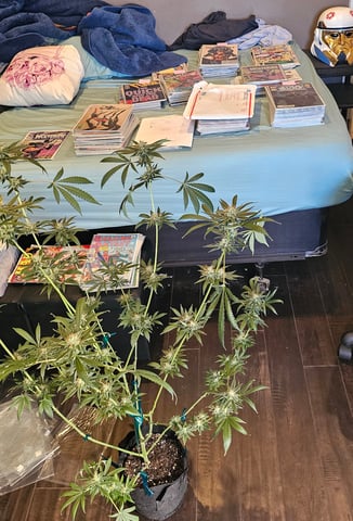 Princess Piper — flower, day 18