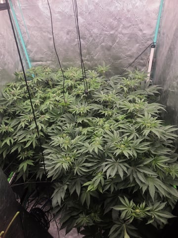 Relentless Genetics Trop Cherry S1 — flower, day 41