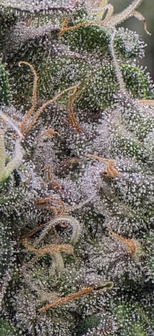 Maple Nectar  — flower, day 91