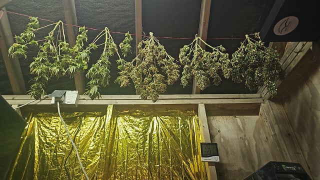 Blueberry  — flower, day 96