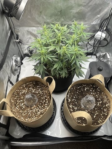 3x3 Grow — seedling_rooting, day 9