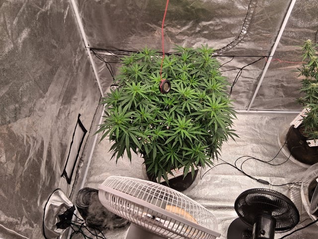 Seedman mix auto & seedman mix auto & GodFather OG — flower, day 81