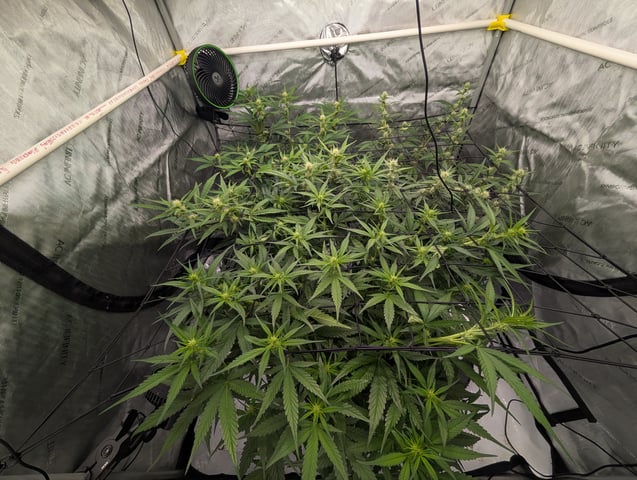 Grow #4 — flower, day 46