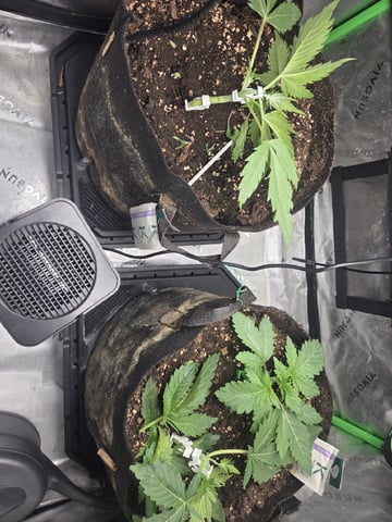 White Widow + Papaya Bomb — vegetative, day 20