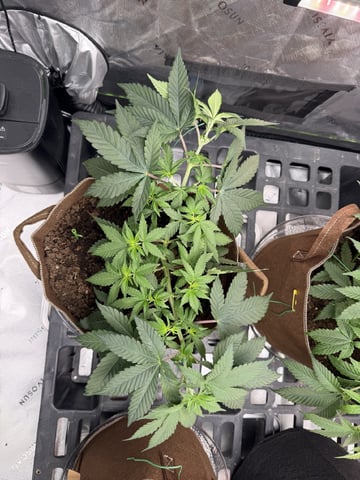 First Grow – Learning Every Day — vegetative, day 16