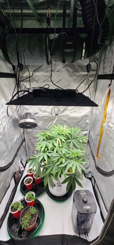 Orange cream pop and sour strawberry — seedling_rooting, day 4