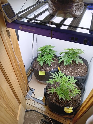 Indoor Closet Grow — vegetative, day 43