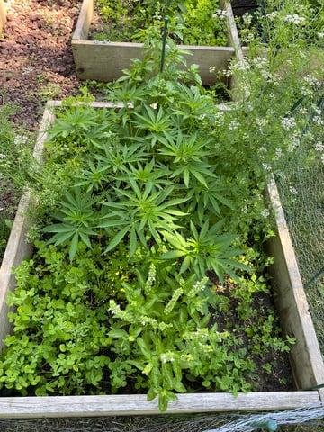 queen of soul X cap junky  — vegetative, day 81